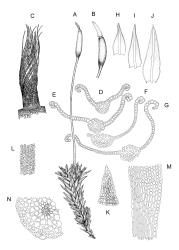 Gertrudiella. A–N: G. torquata. A, habit with capsule, moist. B, capsule with operculum lifting. C, peristome detail. D–G, leaf cross-sections. H–J, stem leaves. K, leaf apex, papillae omitted. L, mid laminal cells. M, lower laminal cells (atypically elongate), margin on right. N, segment of stem cross-section. Drawn from J.E. Beever 99-84b, CHR 611397.
 Image: R.D. Seppelt © R.D.Seppelt All rights reserved